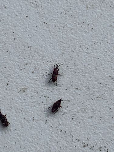 Saw-toothed grain beetle