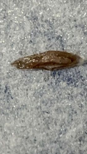Case-bearing clothes moth (larva)
