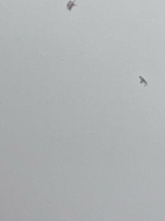 Unidentifiable insect/debris