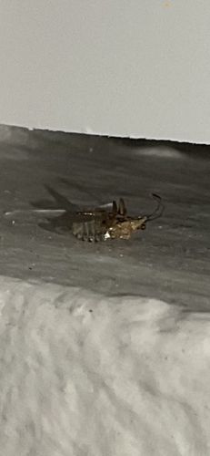 Cave Cricket