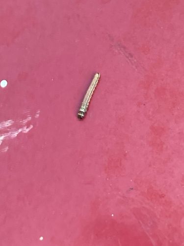 Leatherjacket larva (Crane Fly Larva)