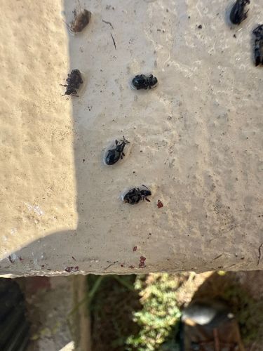 Broad-nosed Weevil (likely species from Otiorhynchus or a related genus)