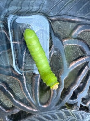 Luna Moth Caterpillar