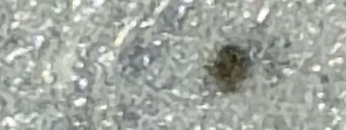 Carpet Beetle Larva (likely distinct)