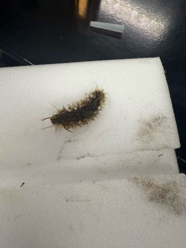 Carpet beetle larva