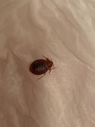 Bed Bug