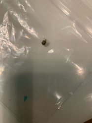 Carpet Beetle (likely Varied Carpet Beetle or Black Carpet Beetle)