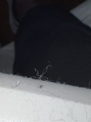 Carpet Beetle larvae (likely)