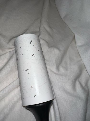 Carpet Beetle (larva)