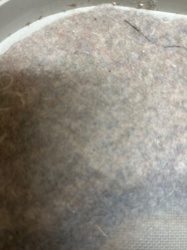 Not identifiable as an insect or bug. Appears to be lint and debris.