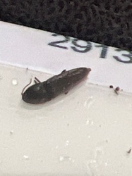 Click Beetle (larva)