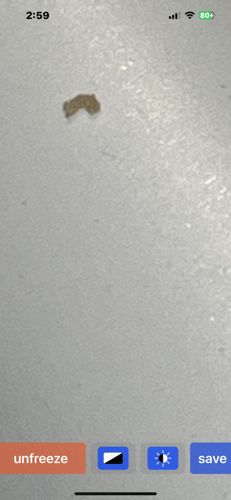 Case-bearing moth larva (likely Case-making Clothes Moth or a similar species)