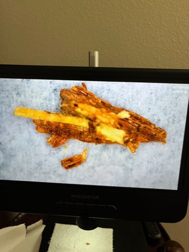 Caddisfly (Larval Case)