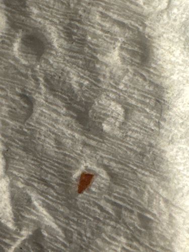 Unknown (cannot be identified from image)