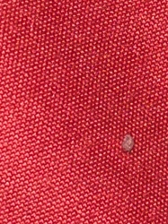 Carpet Beetle (likely Varied Carpet Beetle or Black Carpet Beetle)