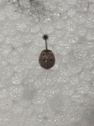 Ladybug (specifically a Harlequin Ladybird or Asian Lady Beetle is indicated by the 'M' marking on the pronotum, though this image is blurry)