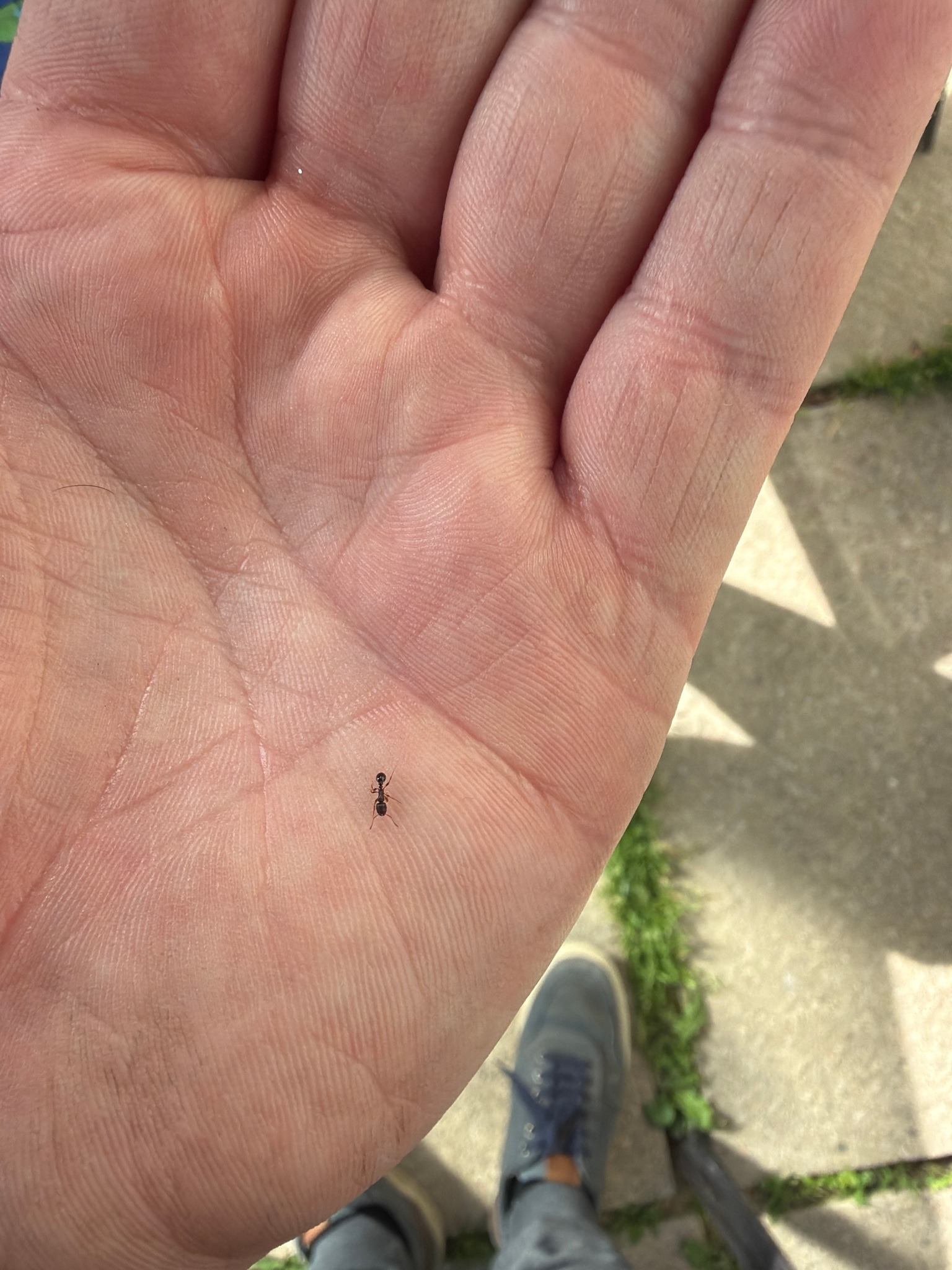 Pavement Ant