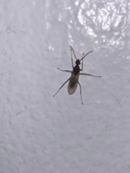 Fungus Gnat (likely a dark-winged fungus gnat)