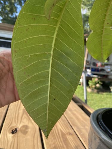 Thrips (damage)