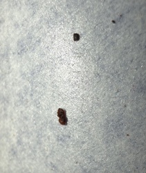 American Cockroach