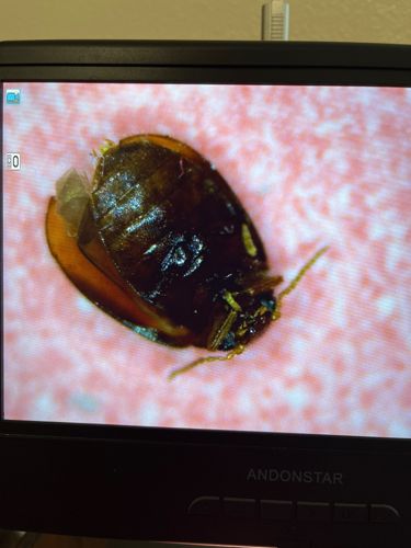 Cockroach (likely German cockroach or similar small species)