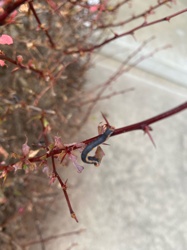 Geometer moth caterpillar (Inchworm)