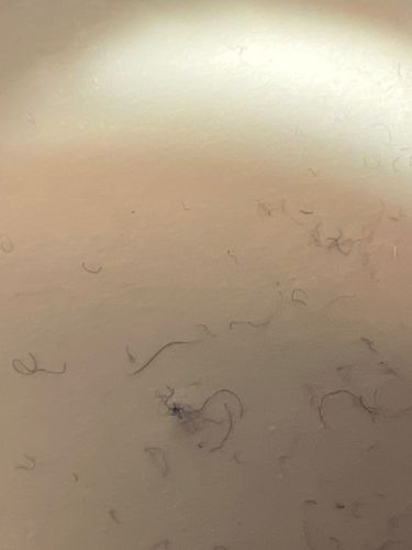No identifiable insect/bug