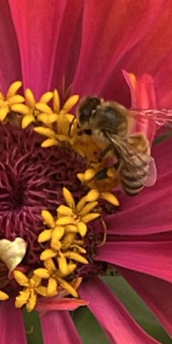 European Honey Bee