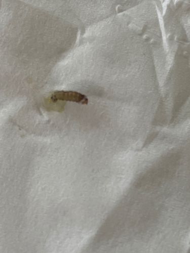 Indianmeal Moth Larva