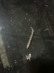 Crane Fly Larva (Leatherjacket)