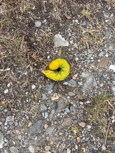 Hog-nosed Snake Caterpillar