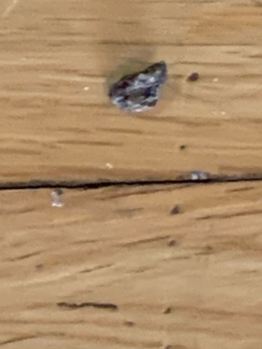 Case-bearing Cloth Moth