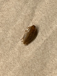 German Cockroach