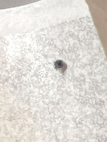 Carpet Beetle (likely Varied Carpet Beetle or Black Carpet Beetle)