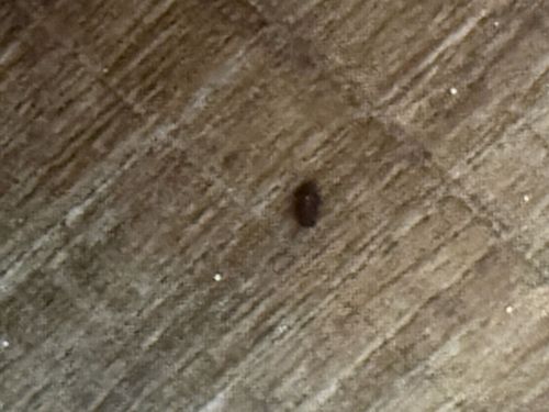 Carpet beetle (likely varied carpet beetle)