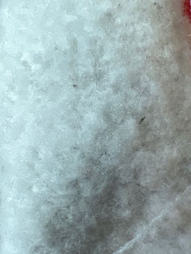 No identifiable insect present