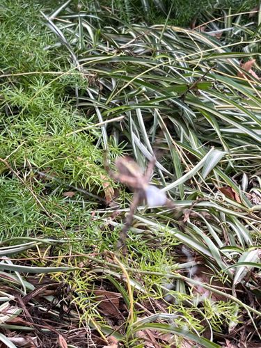 Garden Orb-Weaver Spider