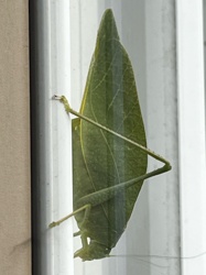 Katydid