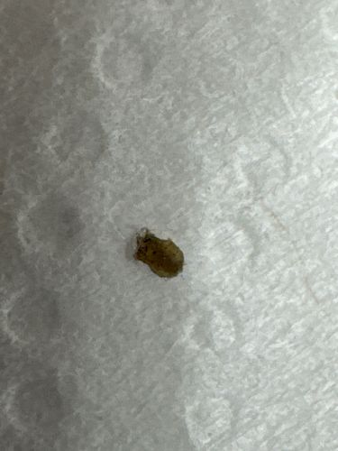 Case-Bearing Clothes Moth Larva