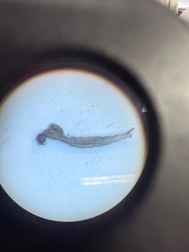Mosquito larva (Wriggler)