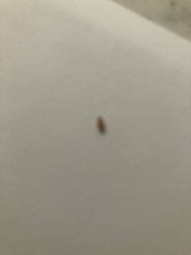 Bed Bug