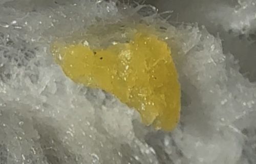 Not a bug (likely earwax or a resinous substance)