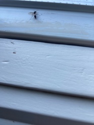 Mosquito