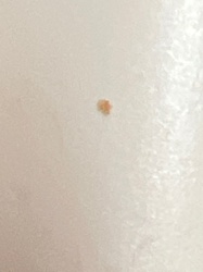 Unidentifiable due to image quality and scale