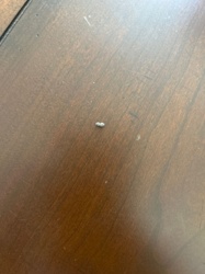 Carpet Beetle Larva (Shed Skin)