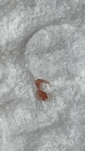 Lawn Prawn (or Landhopper / Lawn Shrimp)