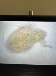 Case-bearing Clothes Moth Larva (or similar Tineidae larva)