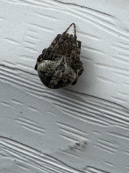 Orb Weaver (likely Argiope, Argiobidae, or Neoscona species, but appearance suggests Argiope or Araneus)