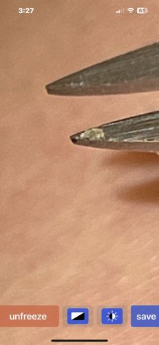 No insect or bug is visible in the image.