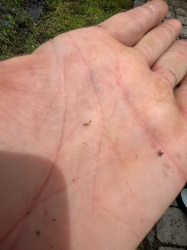 Non-biting Midge Larva